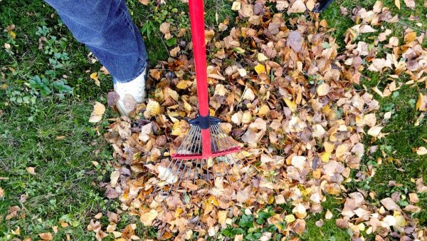 Collecte de feuilles